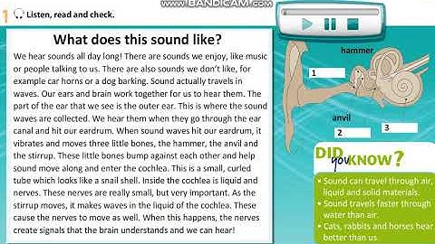 Excel 8 Module 3 Sound & hearing