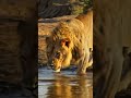 Crocodile Charges at Lion 🐊🦁 | Wild Showdown #Shorts