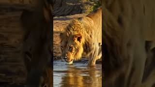 Crocodile Charges at Lion 🐊🦁 | Wild Showdown #Shorts