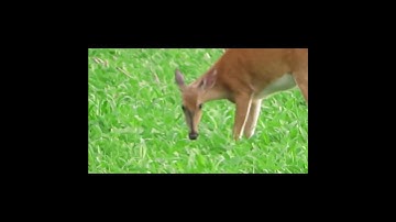 Doe poops on soybeans while eating #deer #Cervidae #Capreolinae #nature