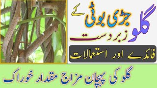 Giloy ke fayde | Giloy ke fayde in urdu | Giloy ke fawaid | Giloy Benefits | Giloy health benefits