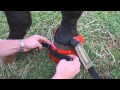 Installing & Removing a Renegade Hoof Boot