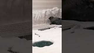chungus japanese seal