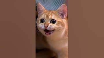 Cat funny and strange sound reaction to laser pointer | Kitten Ritchie #shorts #cat #kitten