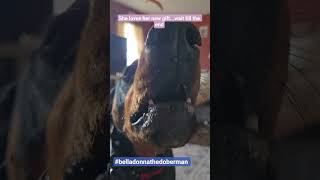 #belladonnathedoberman