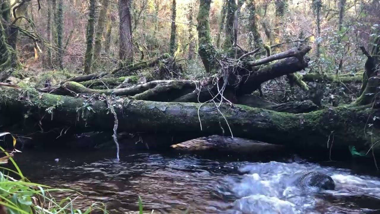 RIVER  SOUNDS OVER 7 HOURS OF NATURAL COMFORTING SOUNDS FOR SLEEP, STRESS, FOCUS.