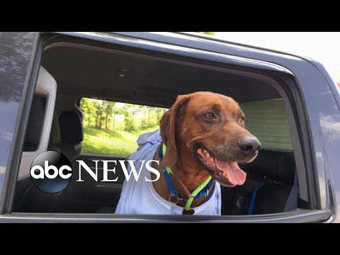 Video: Pet Scoop: Dogul a găsit Ziua Alive după Foc, Voluntari Unire Lost Dog 1.200 Miles Acasă