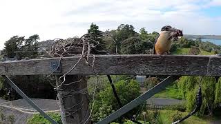 New Zealand Kōtare (sacred kingfishers) brutal predation of a tauhou (silverye)