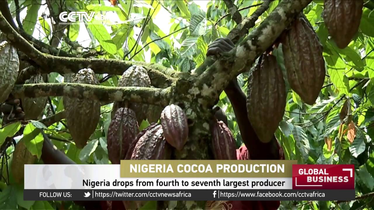 Nigeria Drops From Fourth To Seventh Largest Cocoa Producer YouTube nigeria-drops-from-fourth-to-seventh-largest-cocoa-producer-youtube