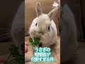 うさぎの咀嚼音が可愛すぎる件　 #ネザーランドドワーフ #うさぎ