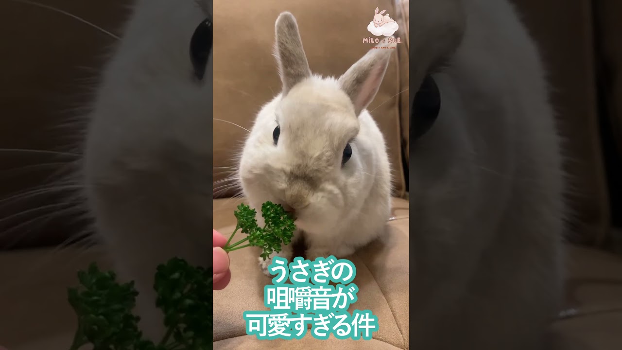 うさぎの咀嚼音が可愛すぎる件　 #ネザーランドドワーフ #うさぎ