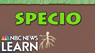 Word Roots: Specio screenshot 1