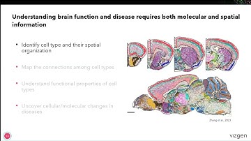 Unveiling Brain Complexity with the MERSCOPE® Platform Using 1000-plex Gene Panels