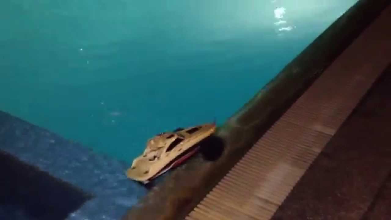 Sea Salamander YouTube