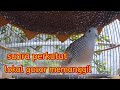 Suara Memanggil Perkutut Lokal Ampuh Bikin Lawan Lansung Bunyi Jadi Cepat Gacor Mp3 - Mp4 Download