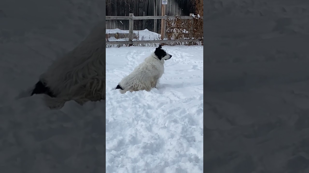 Doggo Refuses to Move