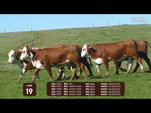 LOTE 19 FÊMEA