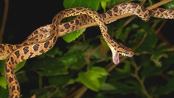 RẮN RÀO ĐỐM - Dễ nhầm với RẮN LỤC CƯỜM cực độc | @pntk-tv