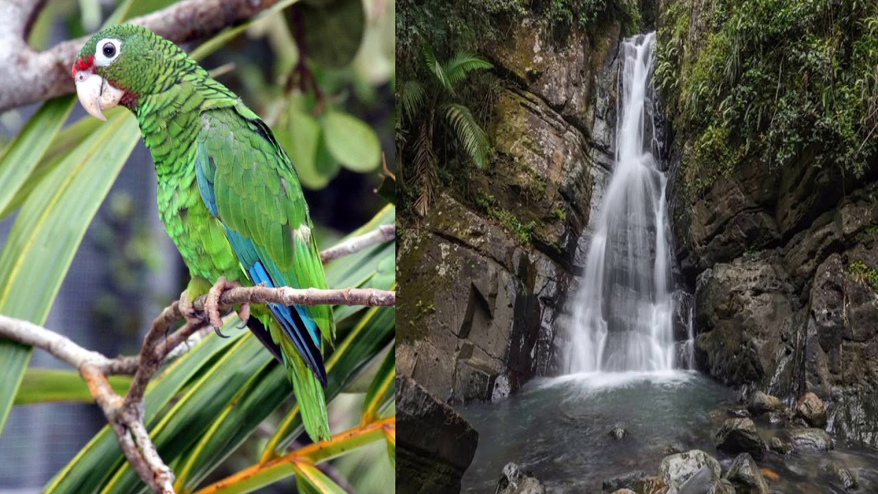 Puerto Rico's Ecosystems - YouTube