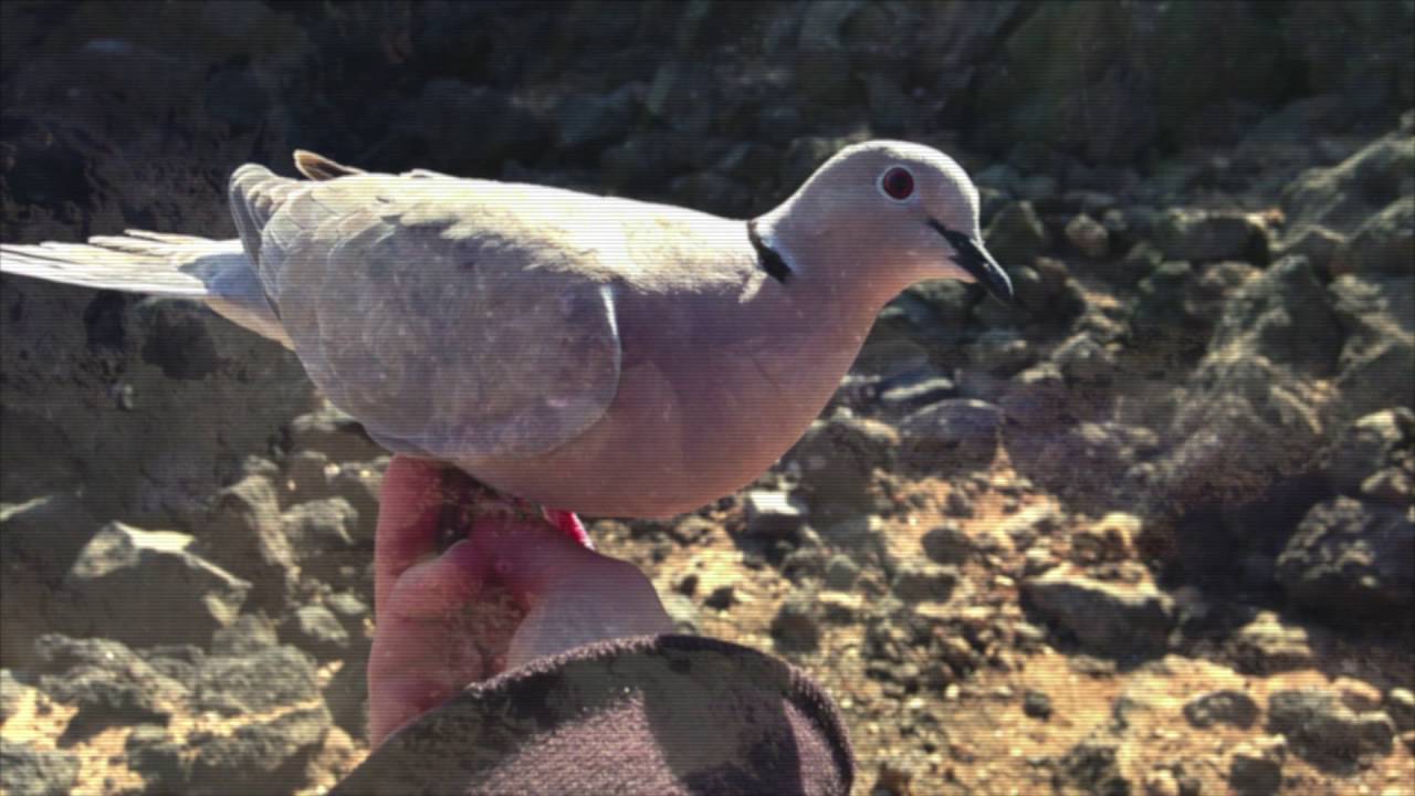 Small Journeys Skyward - Meriel Lland