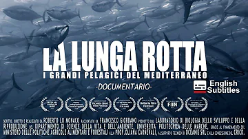 Cosa si pesca nel Mar Mediterraneo?