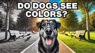 Can Dogs See Colors? Explained