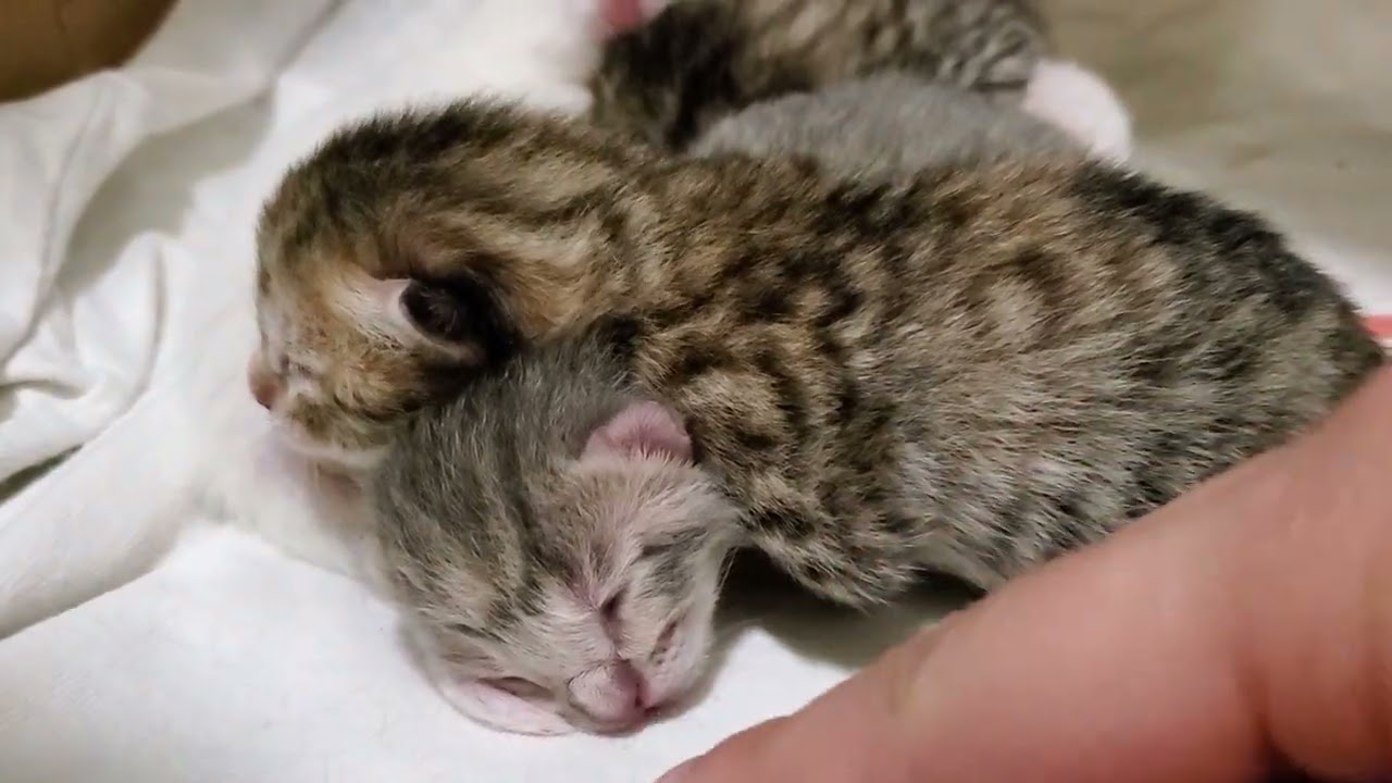 Newborn Kitten Hissing YouTube