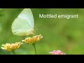 Mottled emigrant Butterfly challenge #3