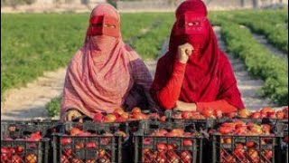 "Village women and nomads: power and investment in tomato production"