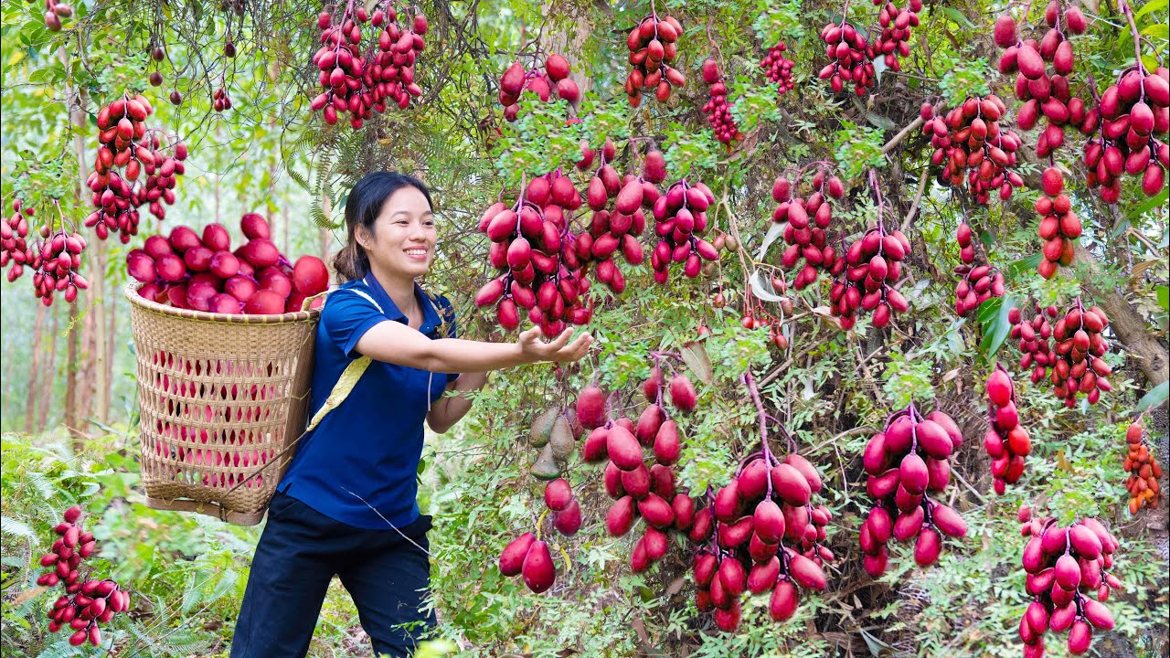 Harvest Forest Red Ambarella Fruit Goes to the market sell - Take care of small farm after the rain