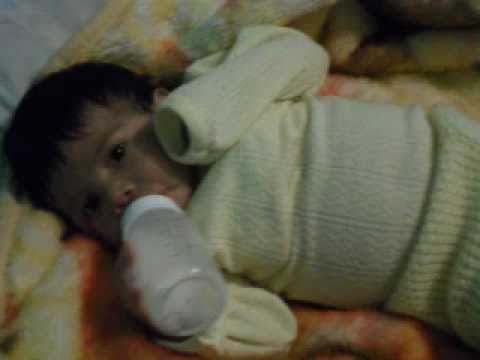 MI PRINCESS SAORY
