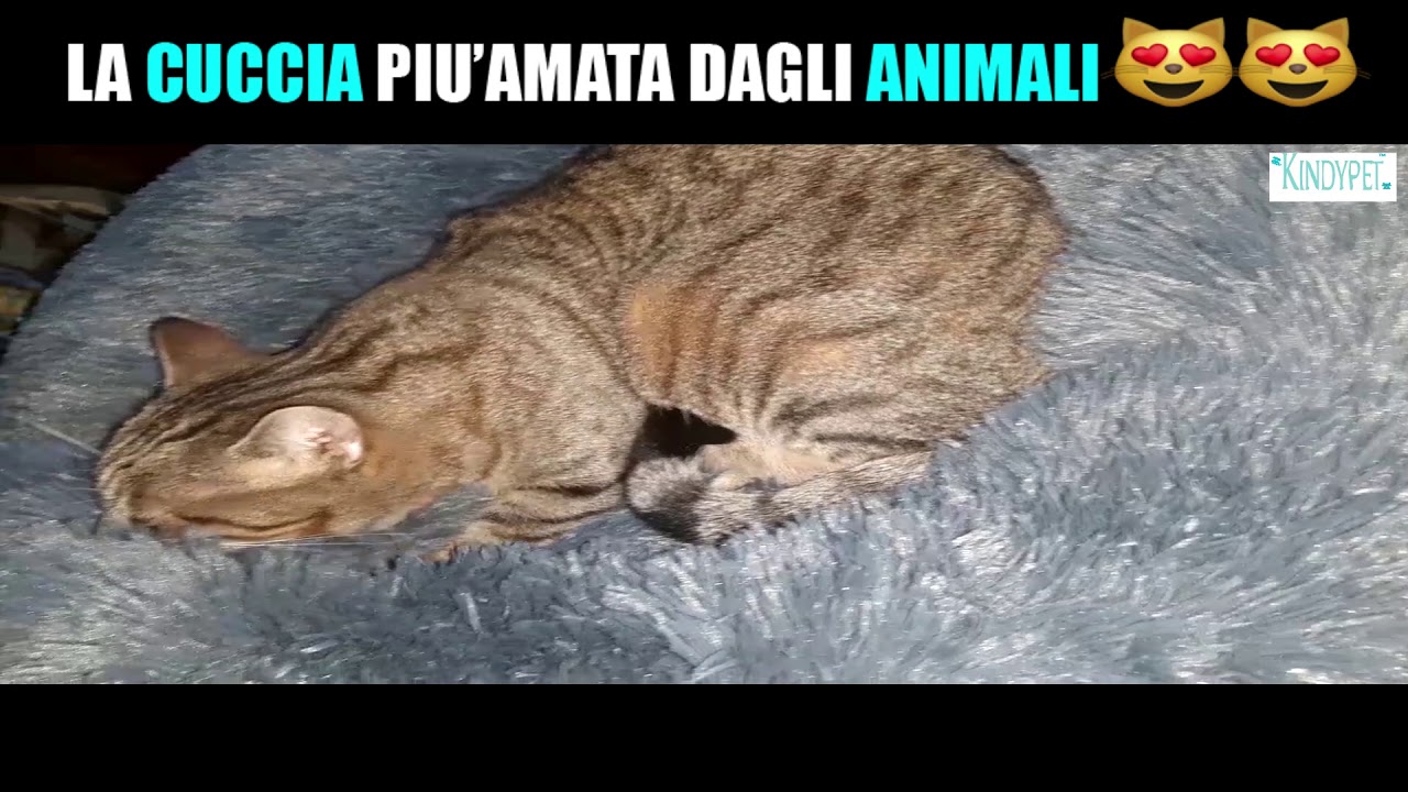 Cuccia morbida "Relaxpet"