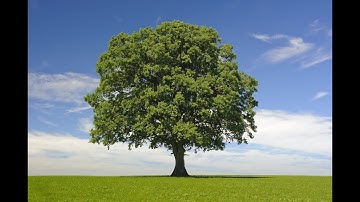 Decision Tree Algorithms (ID3 and CART) Programming Assignment Demo Video