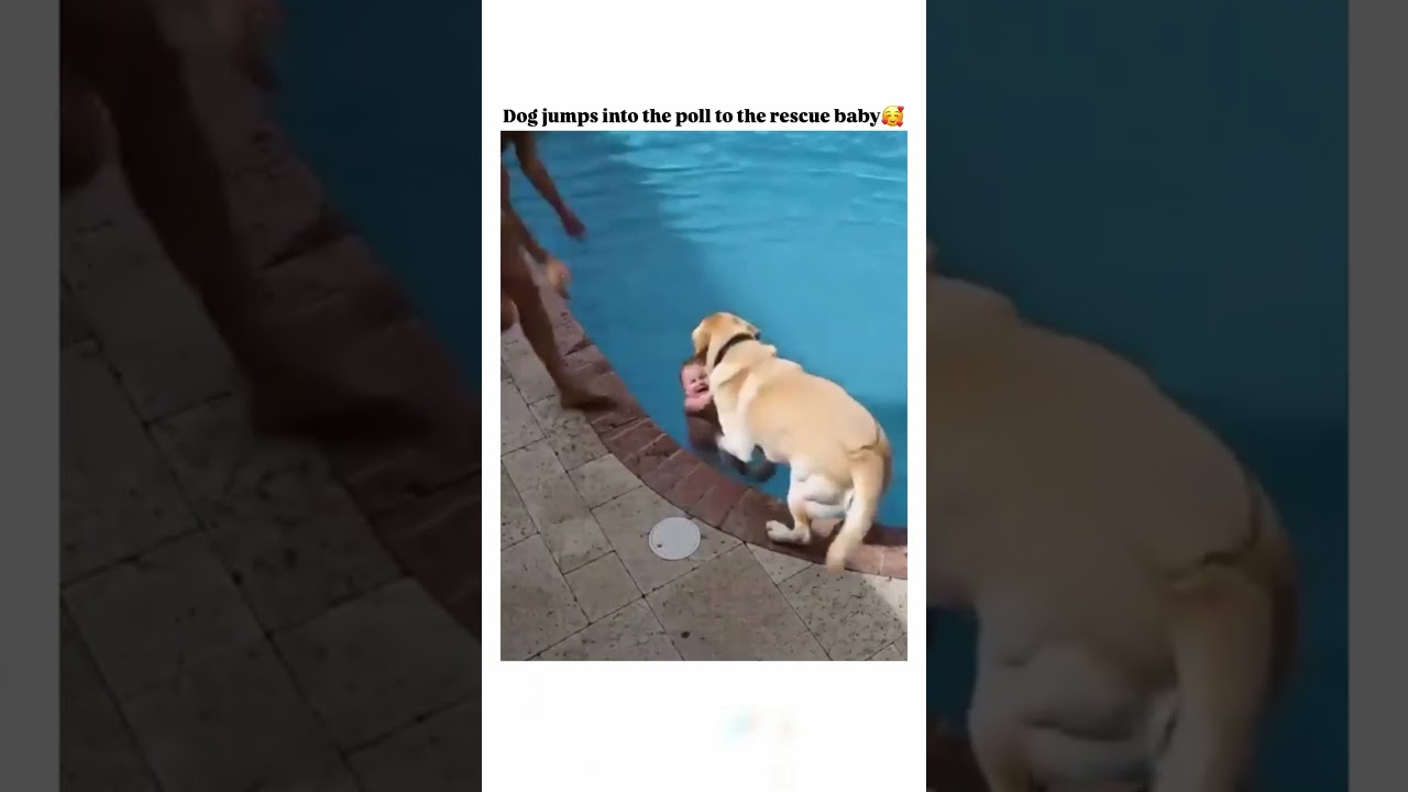 Dog jumps into the poll to the rescue baby 🥰