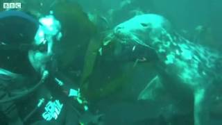 Seal Swims And Plays With Scuba Diver Off Manx Coast