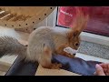 Как белки ходят в туалет!? 🤔 How squirrels go to the toilet