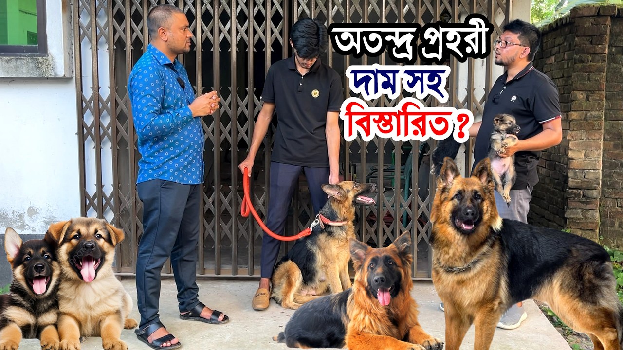 কোটি টাকার সম্পদ পাহারা দেয়- আপনার প্রজেক্টের অতন্দ্র প্রহরী জার্মান শেফার্ড কুকুর | কুকুরের খামার