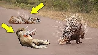 Porcupine Too Danger - Leopard Hunting Porcupine - Big Cats The wound is too deep by the poisonous
