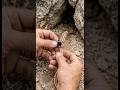 🐍 I Mounted a Micro Camera on a Rosy Boa — What It Found Underground Will Shock You