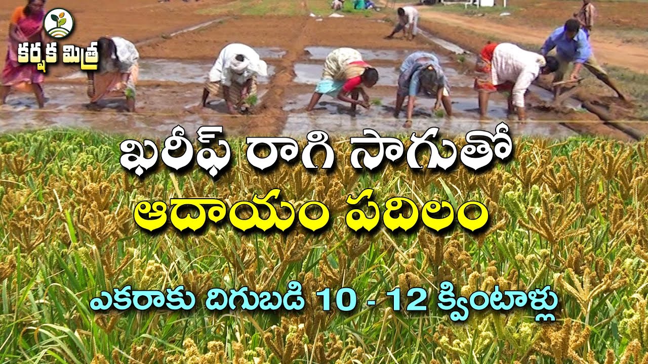లాభదాయకంగా రాగి పంట సాగు Ragi or Finger Millet Cultivation in Kharif Season Karshaka Mitra