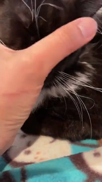 Watch the video about 8 month old Playful Mainecoon Kitty 🐈‍⬛ #mainecoon