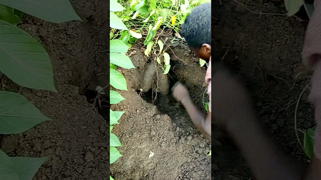 Harvesting Yam On The Farm