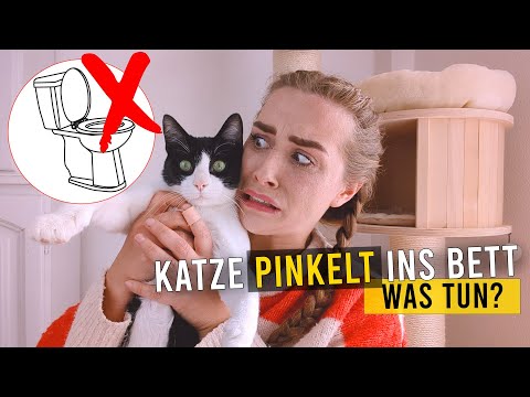 Video: Warum pinkelt meine Katze auf mein Bett?