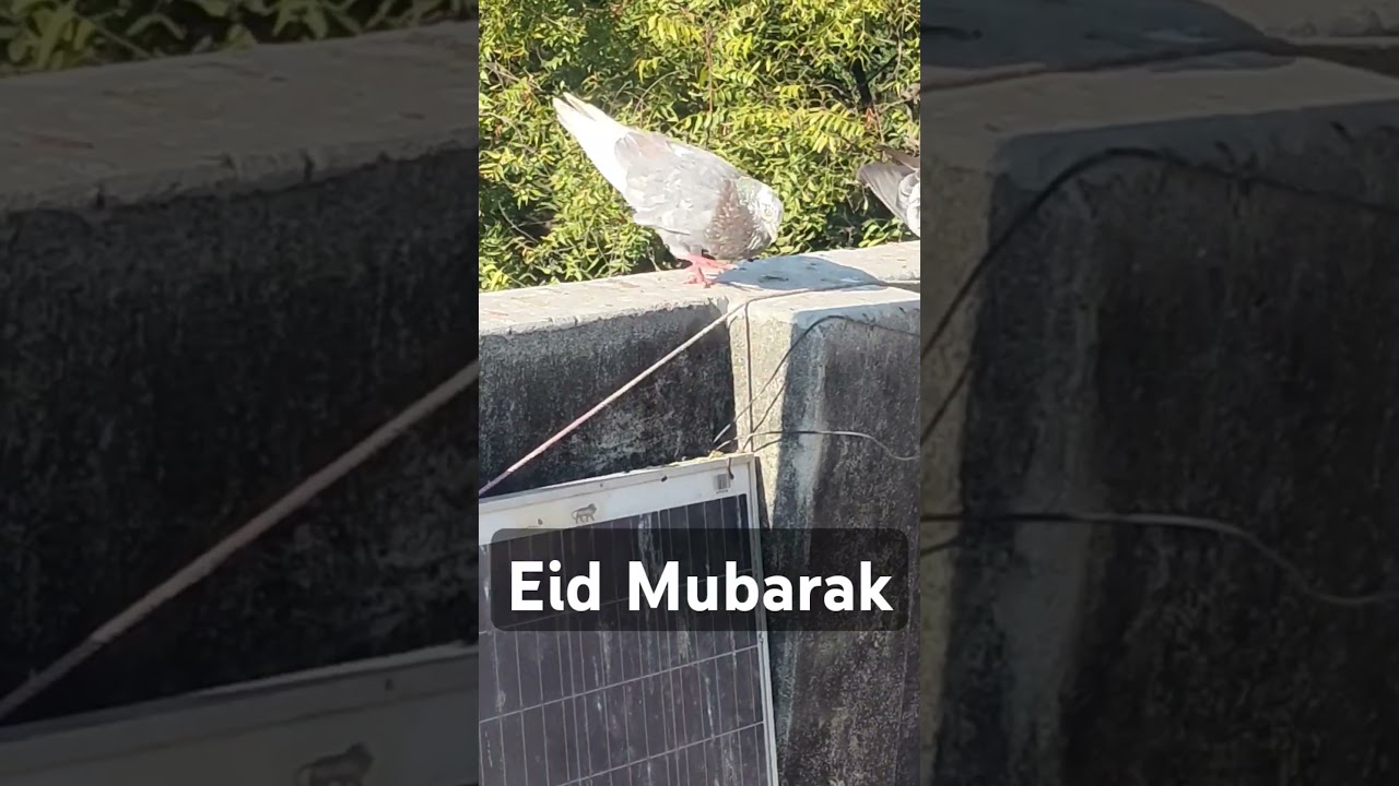 Eid Mubarak trending pigeon 