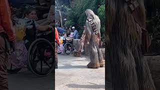 Chewbacca spots his yorkie doppelganger at Disney Studios