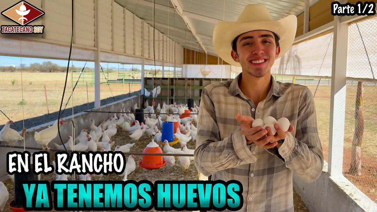 YA TENEMOS HUEVOS EN EL RANCHO Los Leones