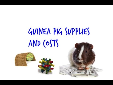 how much does a guinea pig cost with all the supplies