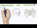 Paranasal Air Sinus and Frontal Air Sinuses | Anatomy | Functions | Clinical