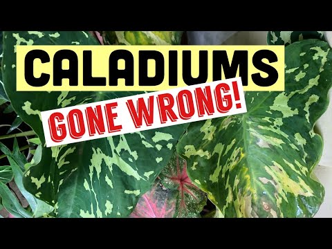 Video: Utunzaji Wa Caladium