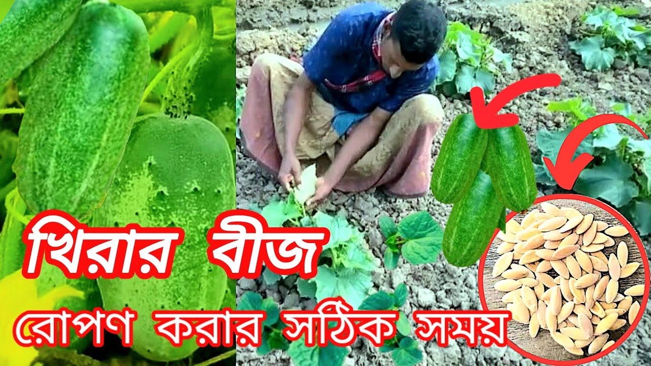 খিরার বীজ রোপণ করার সঠিক সময় ও পদ্ধতি
